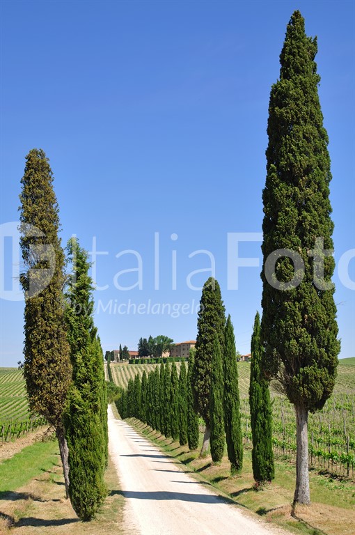 Toscana-Chianti
