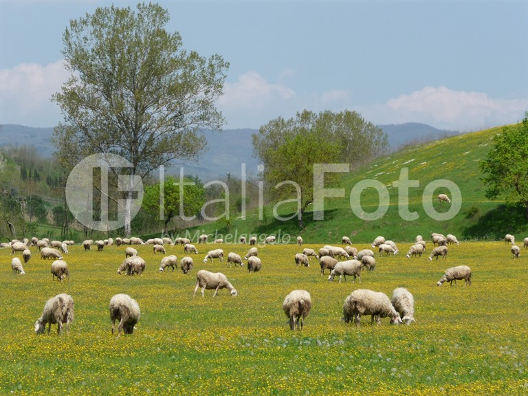 Toscana-Chianti-Pecore