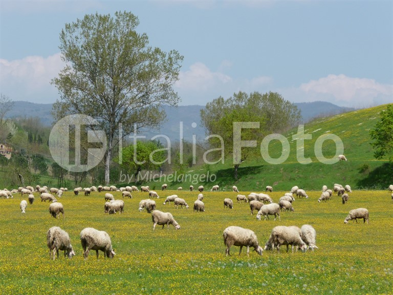 Toscana-Chianti-Pecore