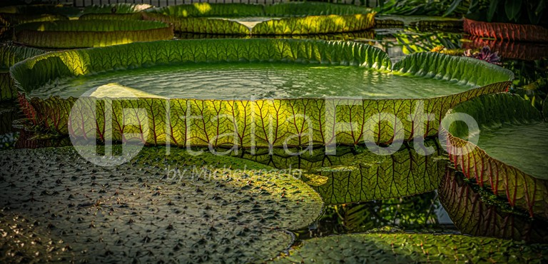 Venetien-Padua-Botanischer Garten