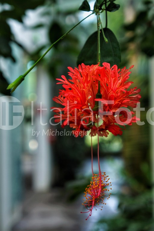 Venetien-Padua-Botanischer Garten
