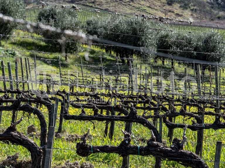 Tenuta Poggio il Castellare - Montalcino