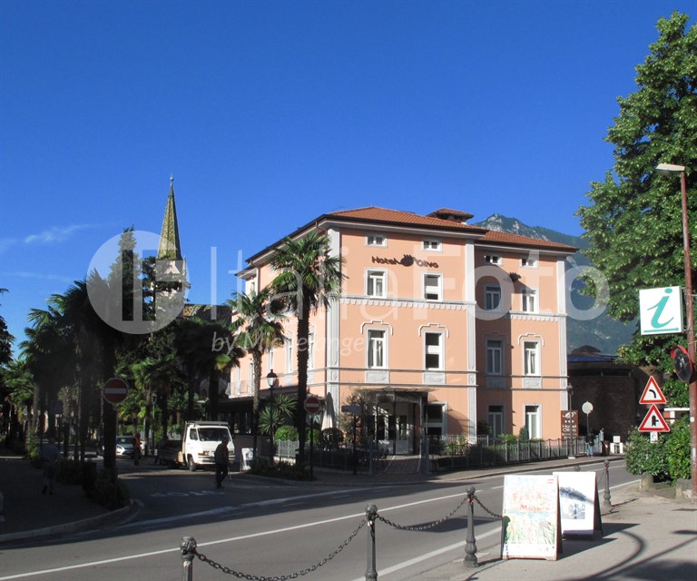 Olivo - Arco