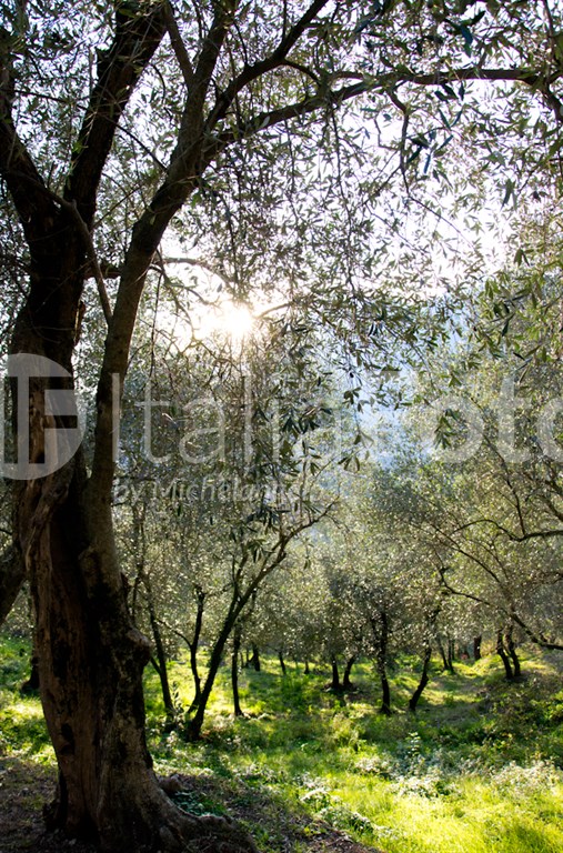 Olive harvest