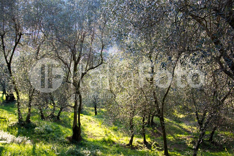 Olive harvest