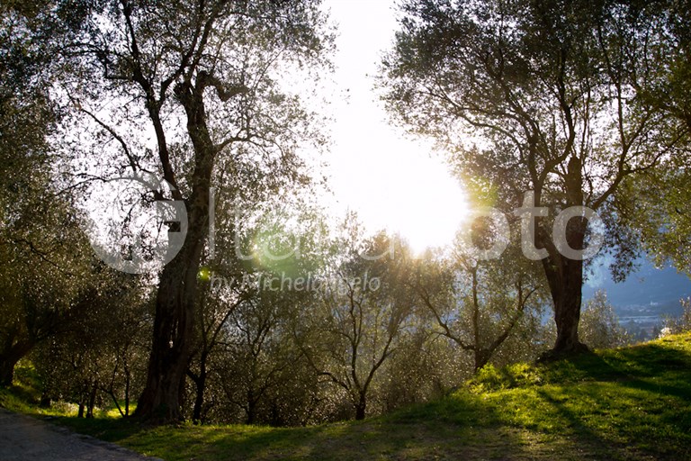 Olive harvest