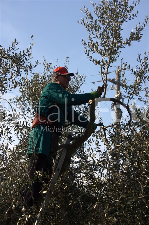 Olive harvest
