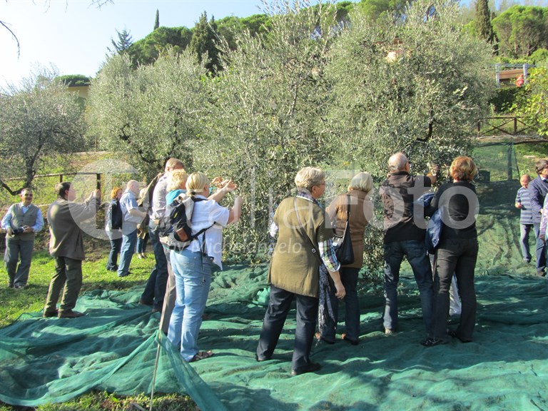 Olive harvest