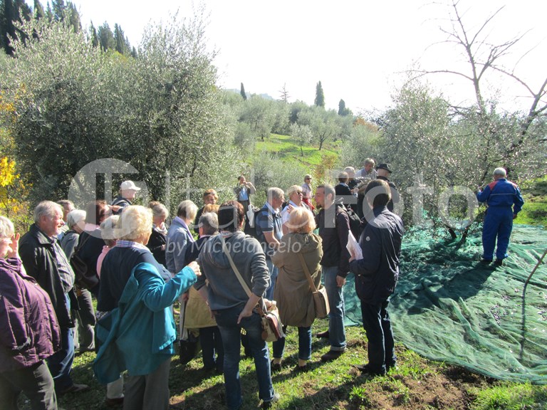 Olive harvest