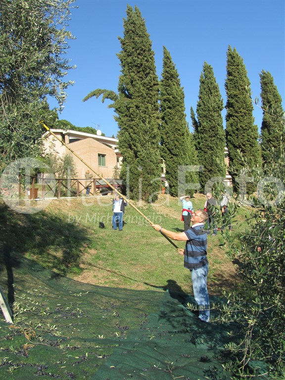 Olive harvest