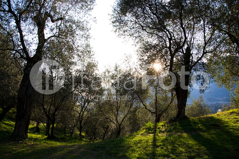 Olive harvest