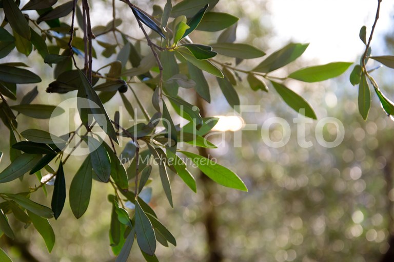 Olive harvest