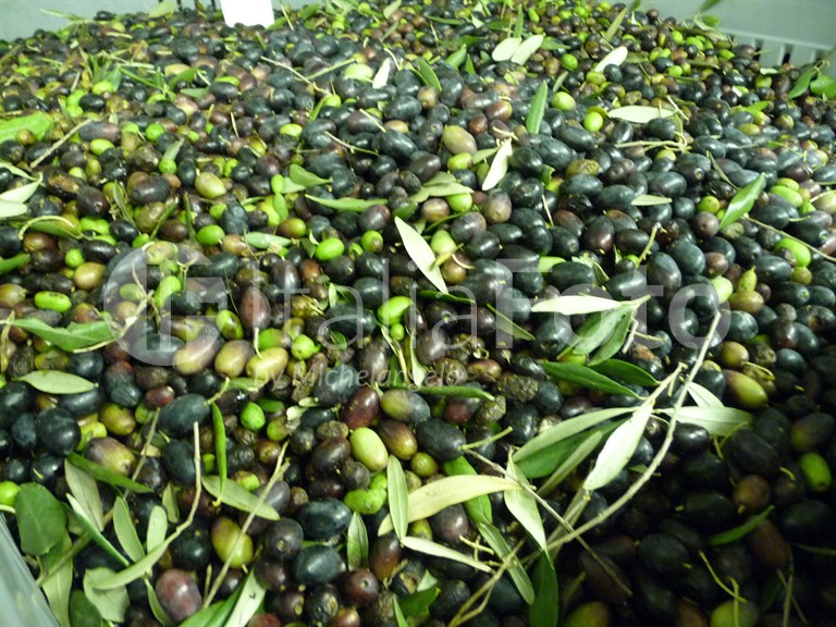 Olive harvest
