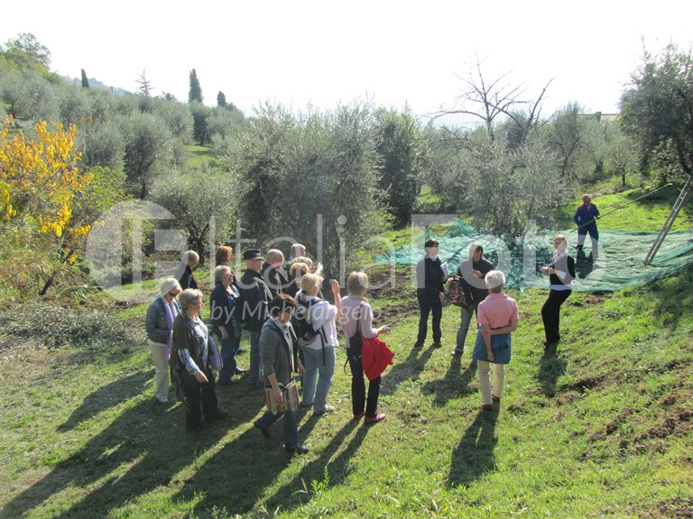 Olive harvest