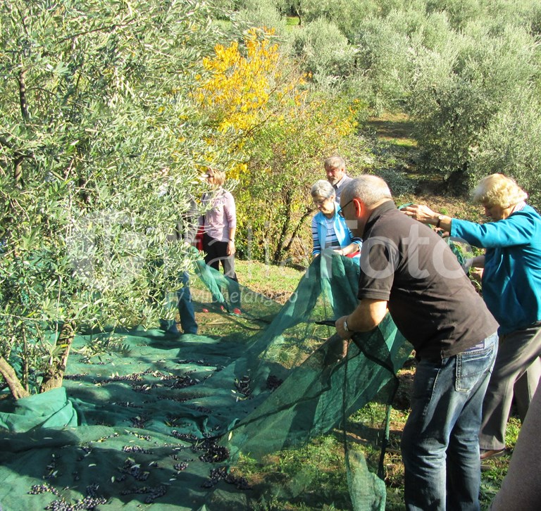 Olive harvest