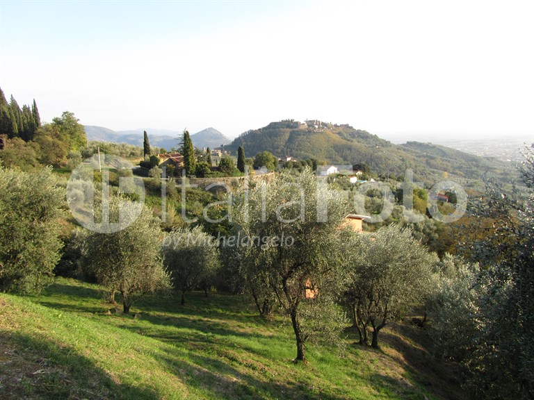 Olive harvest