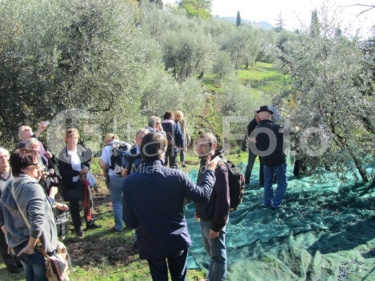 Olive harvest