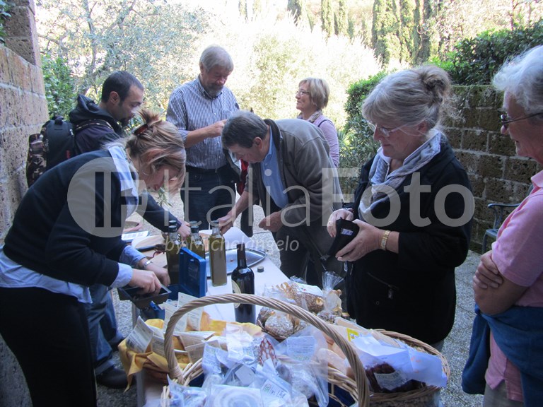 Olive harvest