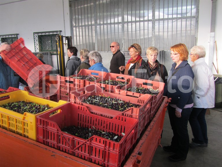 Olive harvest
