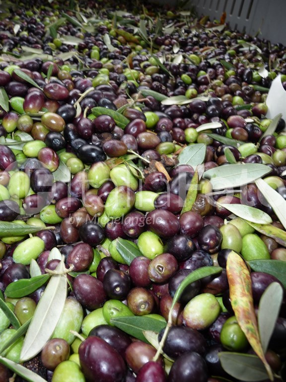 Olive harvest