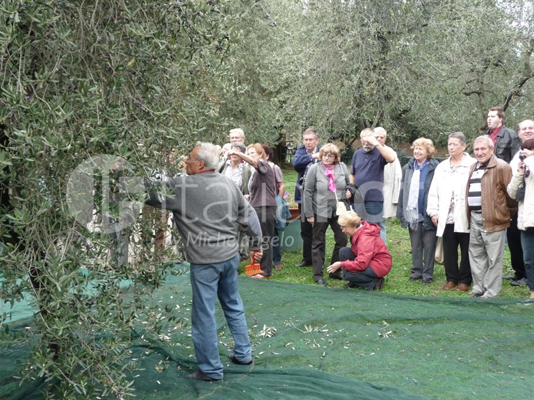 Olive harvest