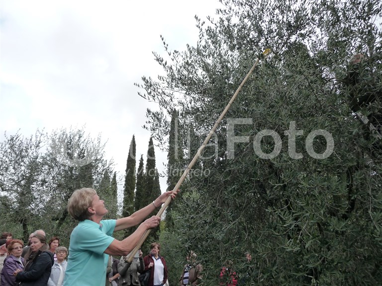 Olive harvest
