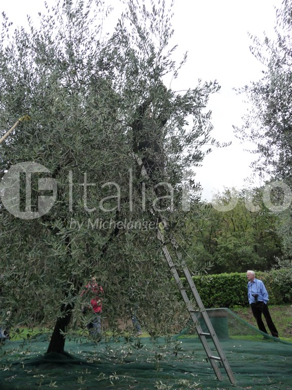 Olive harvest