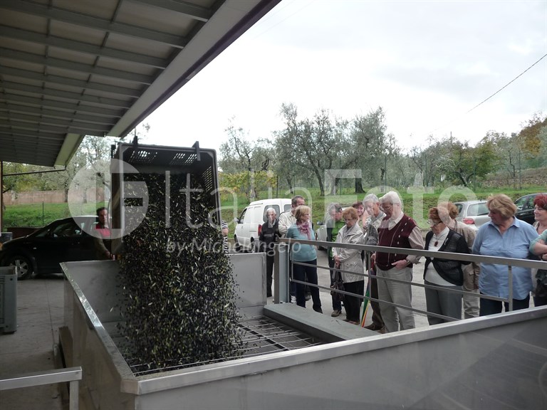Olive harvest