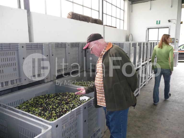 Olive harvest