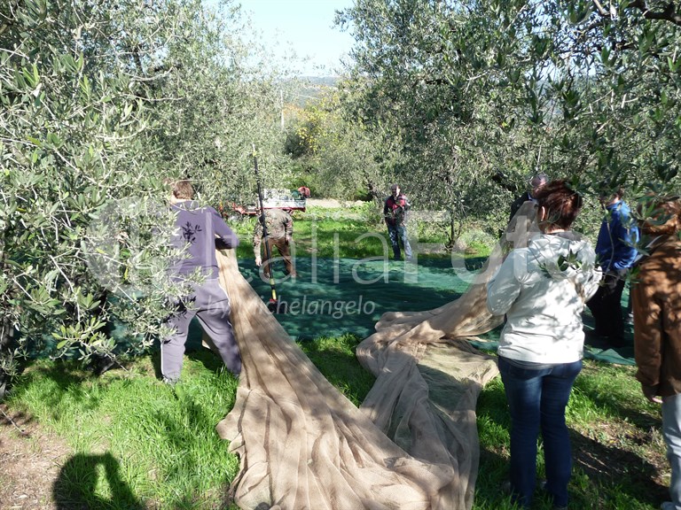 Olive harvest